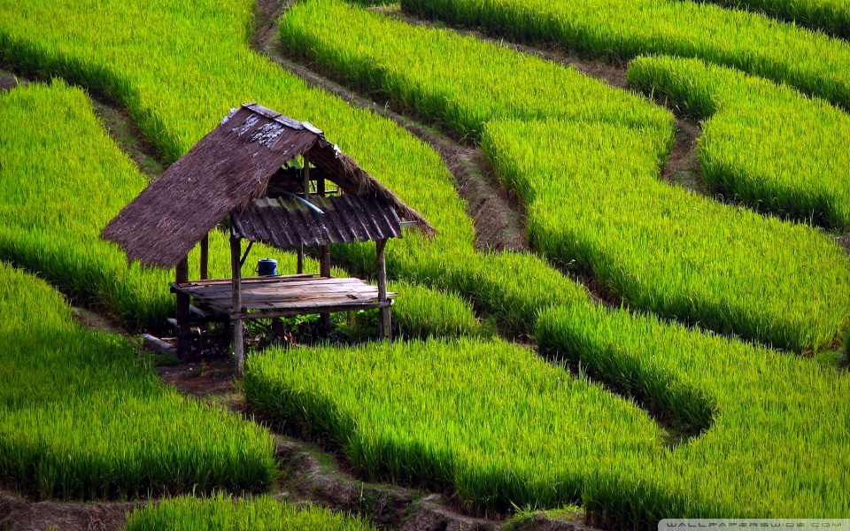 Penyakit Padi di Indonesia